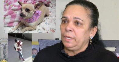 Dominicana acusa a mujer de llevarse su perrita Chiguagua ciega, enferma y con 19 años de edad