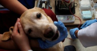 Un perro espera a su amo en puerta de hospital en Argentina sin saber que murió
