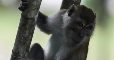 Un candidato a vacuna chino logra proteger a grupo de macacos del coronavirus