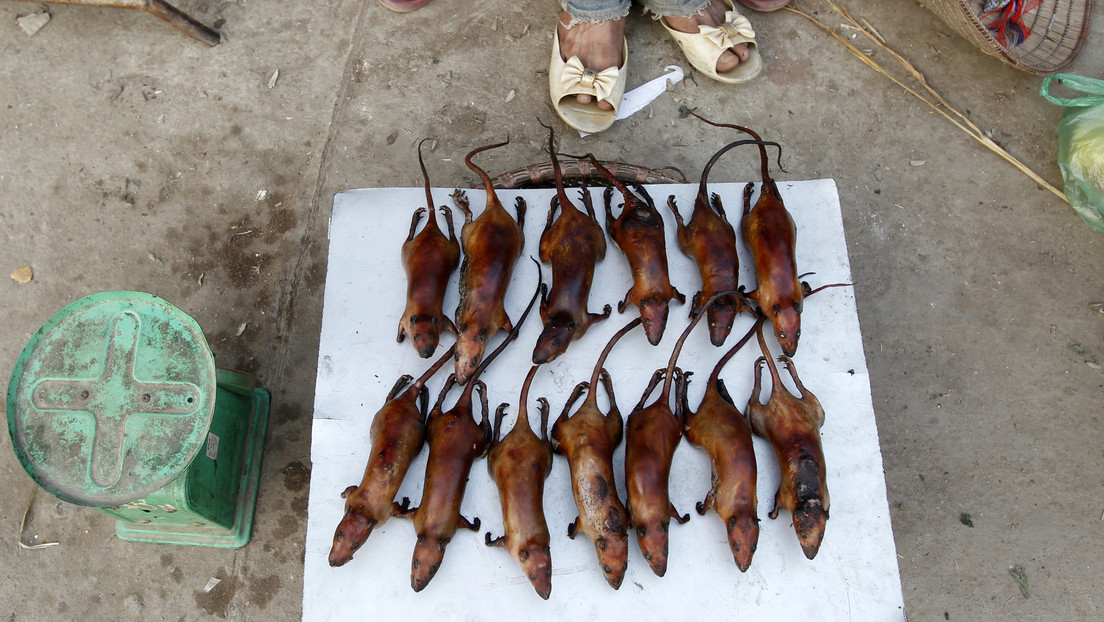 Un 56 % de las ratas salvajes que se consumen en restaurantes de Vietnam tendrían algún coronavirus