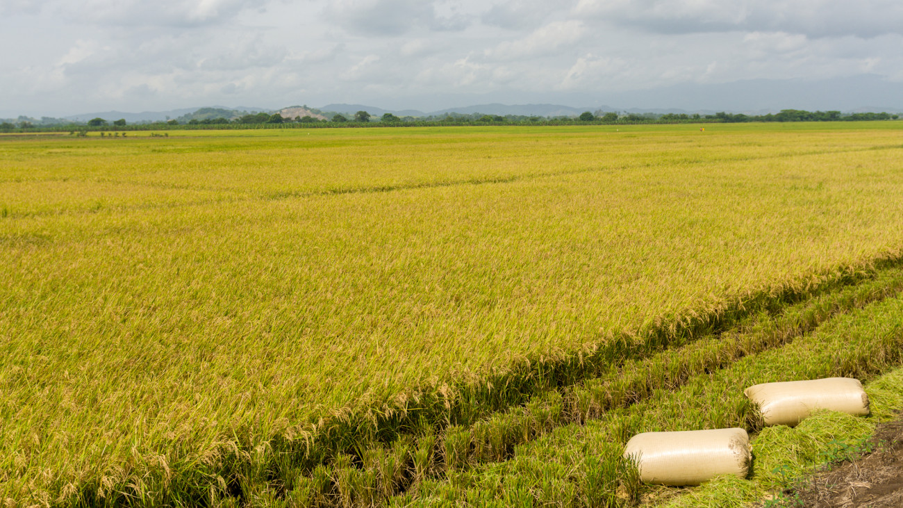 Productores de arroz advierten incremento del precio del cereal por subida prima del dólar