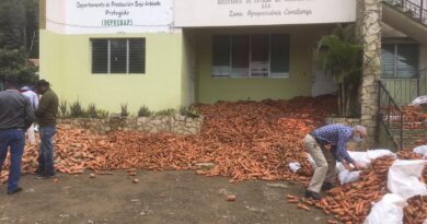 ATENCION: Productores de Constanza lanzan cientos de quintales de zanahorias en protesta por exceso de importaciones
