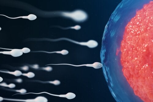 ¿Qué es la inseminación intrauterina y cómo se realiza?