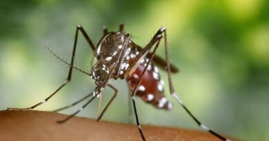 Mosquitos tigre y mosquitos de la fiebre amarilla encontrados en los Países Bajos