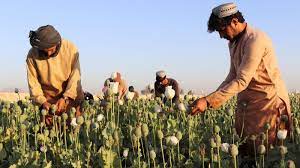 Los talibanes prohíben el cultivo del opio en Afganistán