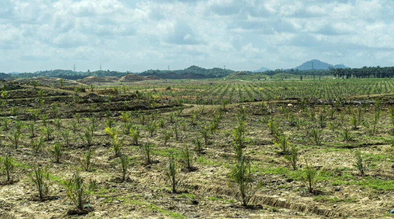 El segundo mayor productor de aceite de palma propone una iniciativa para frenar la escasez mundial del producto