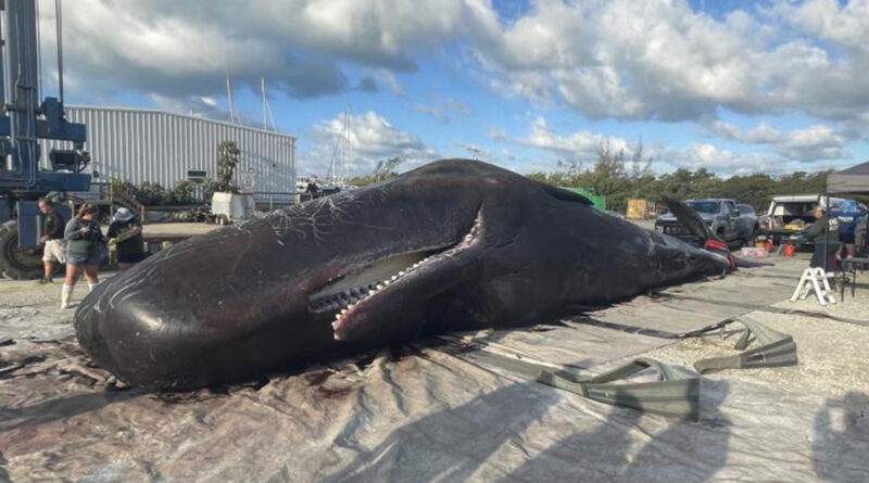 Un cachalote de 14 metros aparece muerto en los cayos de Florida (el segundo en una semana)