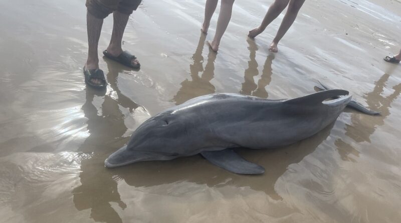 Un delfín varado en una playa de Texas muere luego que los bañistas lo empujaron al agua, lo rodearon y colocaron a niños encima del animal
