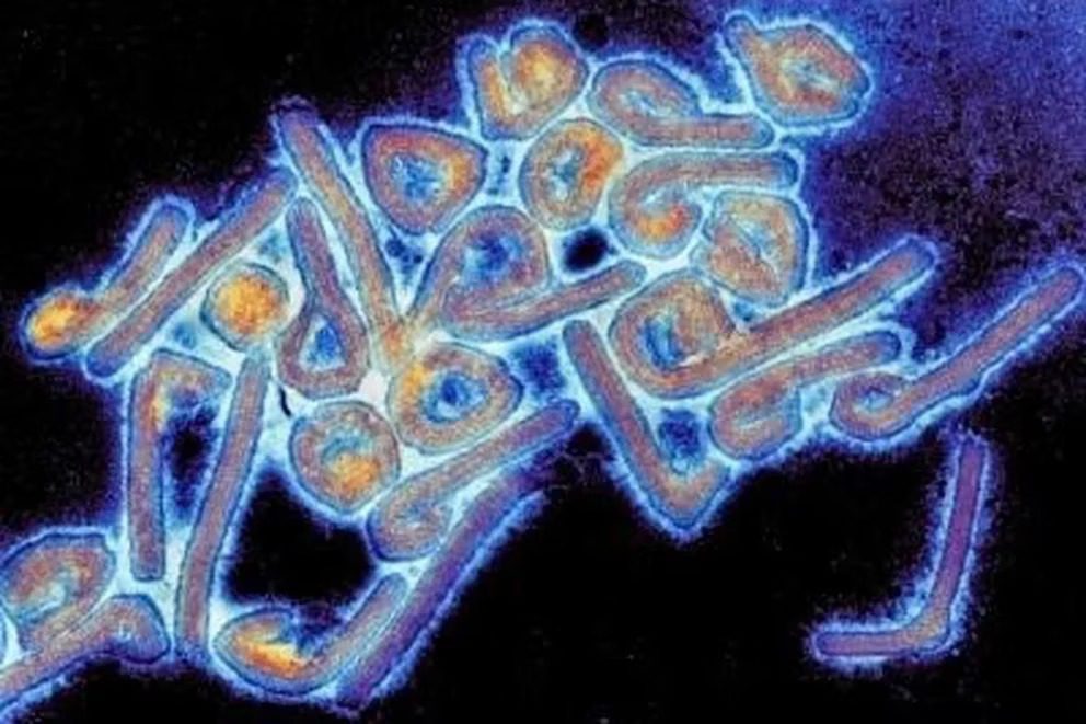 La OMS confirmó al menos nueve muertos en Guinea Ecuatorial por el primer brote del virus de Marburgo
