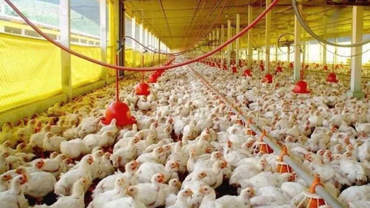 Avicultores saludan medidas de apoyo instauradas por el Gobierno; logran récord producción en enero 2023