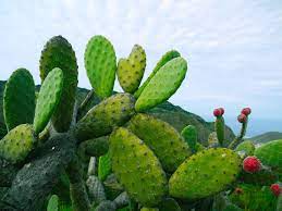 ¿Cómo sembrar nopal en casa? Hicimos esta guía para ti