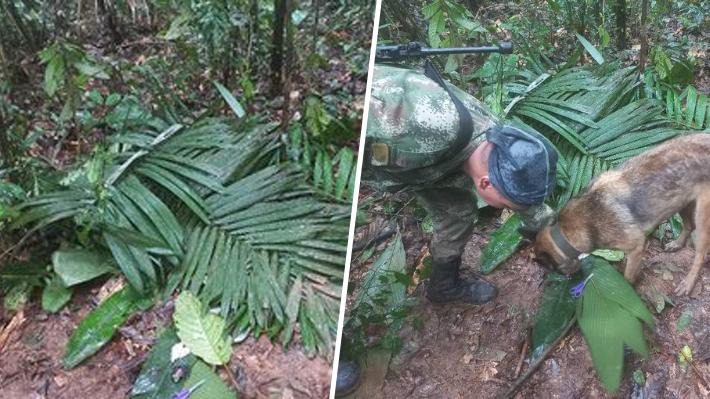 Colombia: Encuentran con vida a cuatro menores que estuvieron 17 días desaparecidos en la selva tras accidente de avioneta