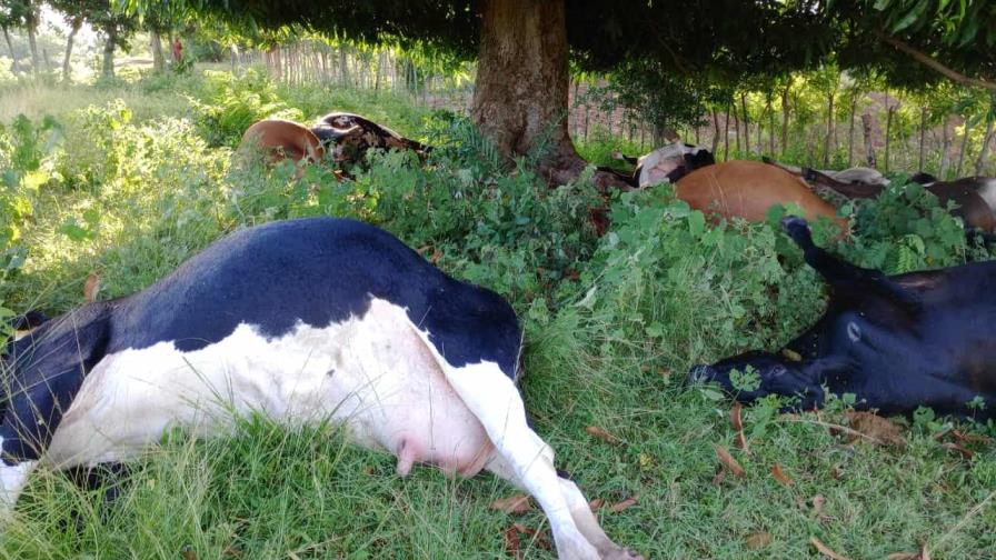 ¿Por qué no se pueden comer las 17 reses muertas por un rayo en Dajabón?