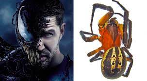 Nombran especie de araña recién descubierta en honor a Tom Hardy y su personaje, Venom