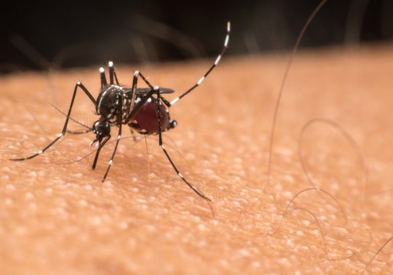 El dengue continúa azotando a la población