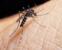 Argentina bate un récord histórico de casos de dengue