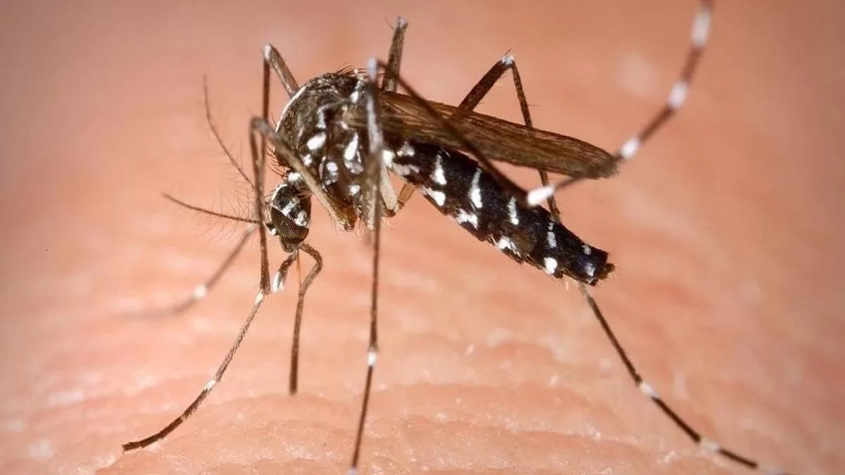 Aumenta a 119 el número de muertes por dengue en Argentina