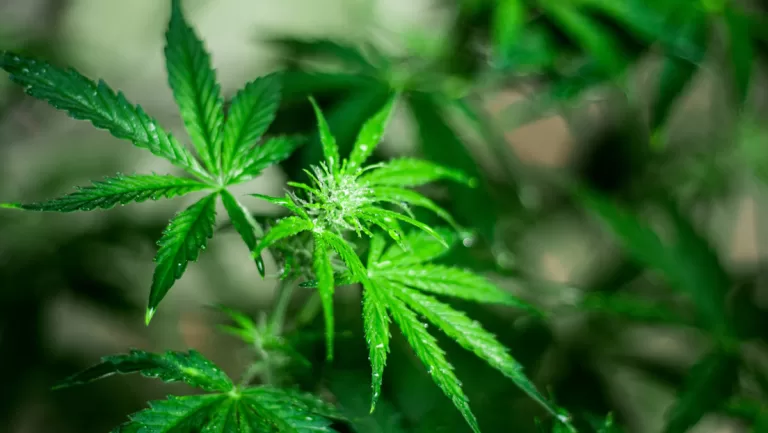 El consumo de marihuana entre adolescentes aumenta drásticamente el riesgo de trastornos psicóticos