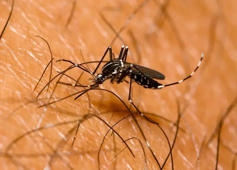 Dengue se reduce 57% respecto 2023