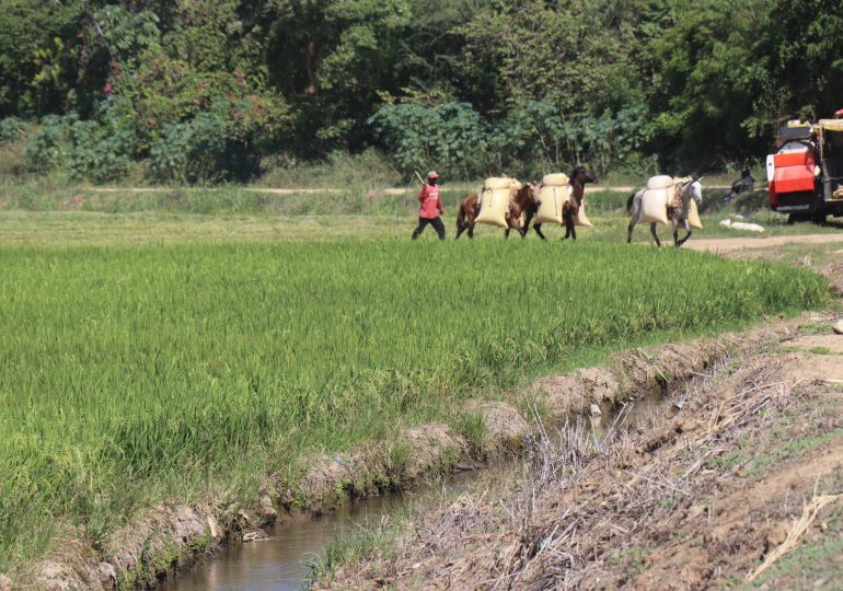En Dajabón productores de arroz más abajo del canal haitiano no han perdido cosecha por falta de agua