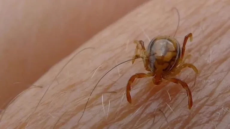 España: Si vives en zonas rurales tienes un 36% de riesgo de sufrir enfermedad de Lyme por garrapatas