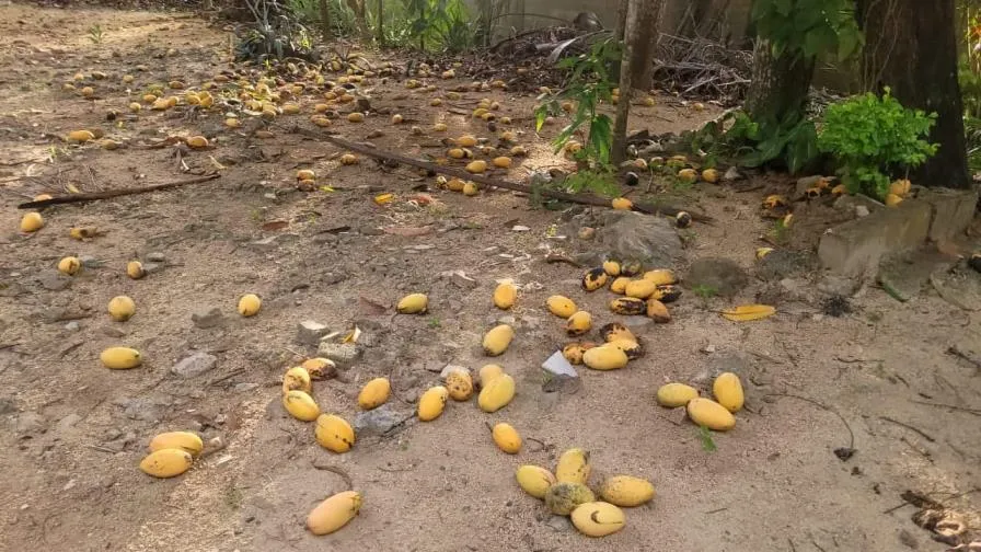 MANGO