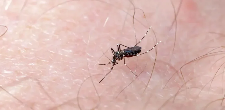 Dengue registra su cifra más baja desde enero, con 1 caso confirmado, pese a verano