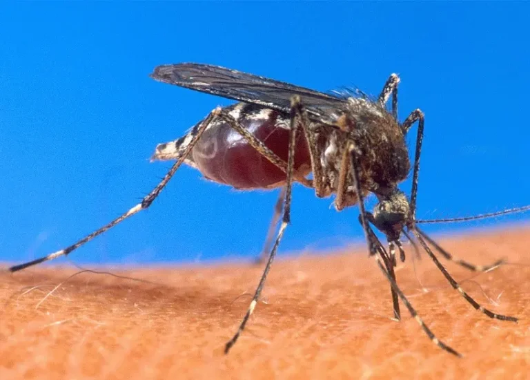 De 1,366 casos probables de dengue, 199 son positivos