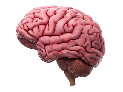 La adaptación del cerebro a la pérdida de la autonomía