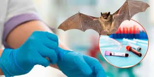 Virus Nipah: por qué provoca preocupación en salud pública