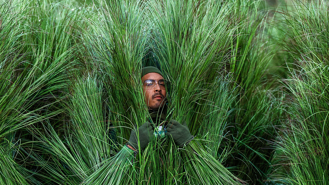 Esto es lo que cobraron los arbustos vivientes del 'show' de Bad Bunny en la Super Bowl