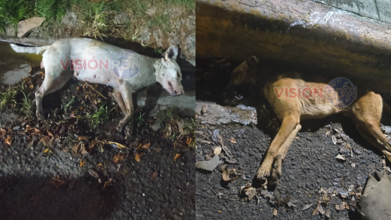 ¡CRUELDAD SIN LÍMITES! Denuncian matanza masiva de mascotas en Los Trinitarios 1ro; exigen presencia de la magistrada Rosanna Reyes