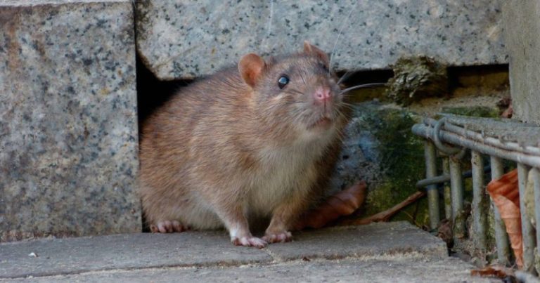 Hantavirus y leptospirosis: enfermedades distintas con síntomas similares