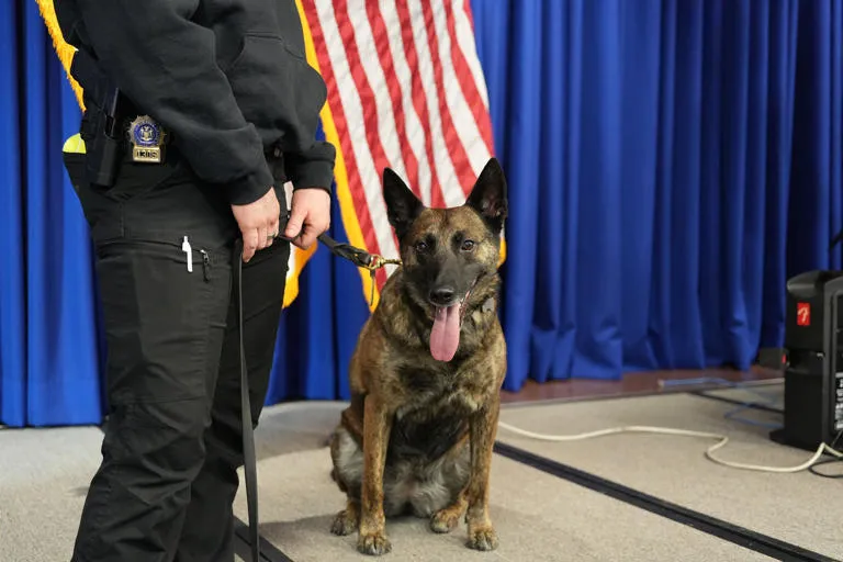 Graduación de cuatro patas: El NYPD despliega nuevos caninos de élite tras un riguroso entrenamiento en Nueva York