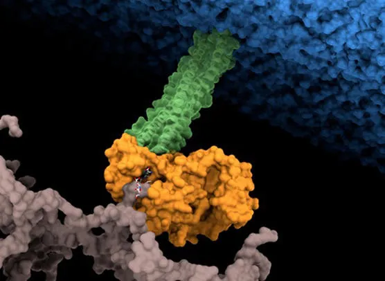 Esperanza en la medicina global: Identifican el punto débil de una de las 15 bacterias más peligrosas para la salud humana