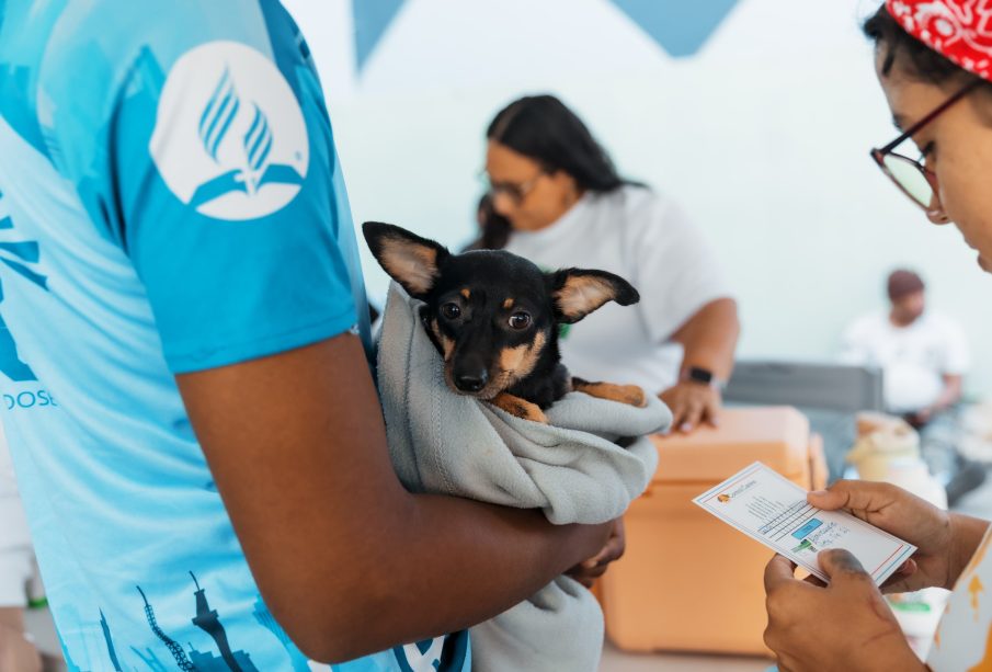 Alcaldía del Distrito Nacional continúa jornadas de esterilización de perros y gatos