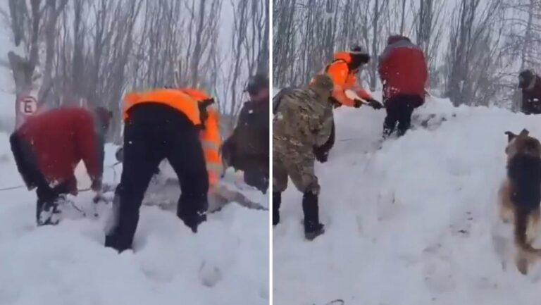 El dramático rescate que salvó a un burro atrapado bajo la nieve