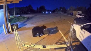 Invasión de osos en EEUU