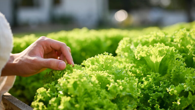 Crean lechugas capaces de producir una proteína que da el sabor de la carne
