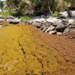 Sargazo: confían en temporada de ciclones para alejar el alga