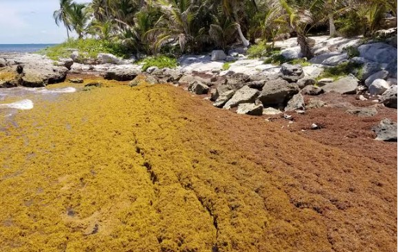 Sargazo: confían en temporada de ciclones para alejar el alga