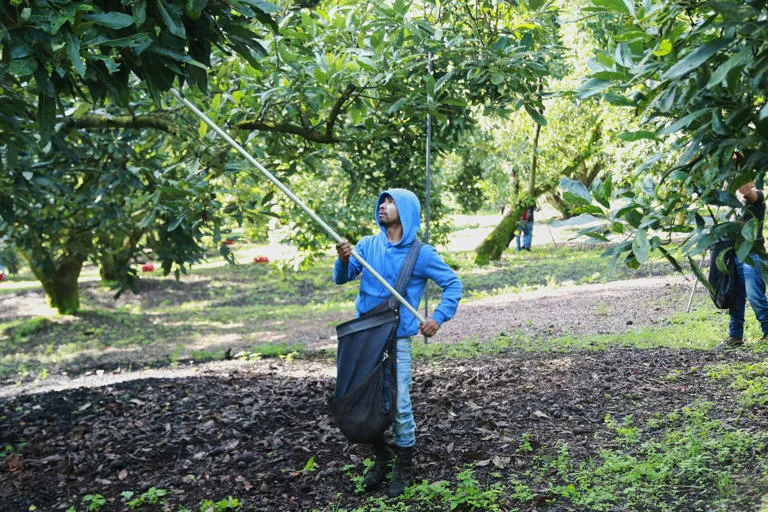 El sector aguacatero mexicano celebra la reanudación de las exportaciones a EE. UU., pero persiste el temor