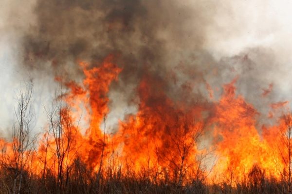 Incendio forestal cumple 4 días y amenaza reserva este 2026