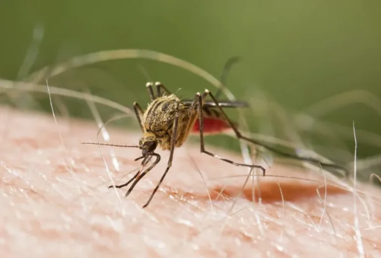 Indicadores de salud favorecen a RD con baja de malaria en 2026
