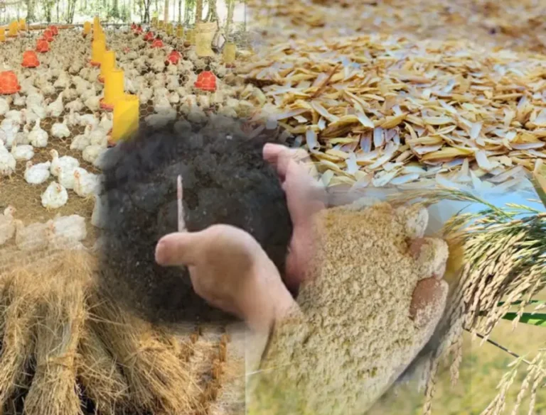 El arroz de RD genera subproductos esenciales