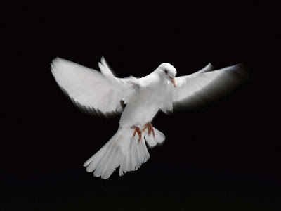 PALABRA DE DIOS SABADOS DE LECTURA A aquel que blasfeme contra el Espíritu Santo, no se le perdonará.
