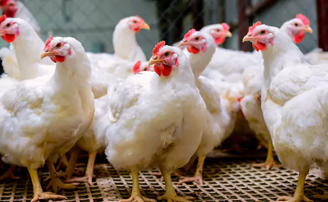 La pignoración de pollo fue anunciada oficialmente este jueves por el Ministerio de Agricultura en la provincia de La Vega, con el propósito fundamental de retirar el excedente del mercado y garantizar precios altamente estables. Esta importante iniciativa gubernamental busca proteger de forma directa a los pequeños y medianos productores avícolas nacionales frente a la actual sobreproducción registrada en las granjas del país. pignoración de pollo y su impacto en la estabilidad de precios La estrategia operativa contempla la intervención directa y coordinada sobre un total de ocho millones de libras del producto básico, asegurando de este modo reservas alimentarias suficientes para atender el incremento pronosticado en la demanda durante las festividades navideñas. Durante un extenso encuentro estratégico celebrado en las instalaciones del Club Cerro Alto de La Vega, el ministro de Agricultura, Francisco Oliverio Espaillat, coordinó las acciones junto a los principales líderes gremiales del sector agropecuario nacional. Ángel Hernández, director de la Unidad Ejecutora de Pignoraciones (UEPI), explicó ante los medios de comunicación presentes que las adquisiciones masivas iniciarán de inmediato a través de diversas empresas procesadoras con capacidad logística demostrada en todo el territorio nacional. Esta oportuna pignoración de pollo responde de manera directa a una baja temporal en las cotizaciones comerciales provocada por la alta disponibilidad de aves listas para el consumo, estabilizando así los ingresos de los avicultores locales. Por su parte, Pavel Concepción, presidente de la Asociación Dominicana de Avicultura (ADA), agradeció públicamente al ministro y al presidente Luis Abinader el firme respaldo financiero brindado al sector productivo. Esta pignoración de pollo representa un alivio económico indispensable para la sostenibilidad comercial de cientos de familias rurales dedicadas históricamente a la avicultura intensiva. La ejecución técnica de las operaciones estará coordinada conjuntamente por la ADA y el Consejo Nacional de Producción Pecuaria (CONAPROPE), facilitando herramientas digitales y enlaces oficiales para registrar la ubicación exacta de cada productor beneficiado. Gregory Marte, director ejecutivo de la entidad gremial, precisó con firmeza que las plantas procesadoras asumirán completamente el transporte de las aves, evitando costos adicionales a los productores y garantizando la total transparencia del programa oficial. Proyecciones económicas y reservas estratégicas del sector avícola El mantenimiento de reservas congeladas mediante la pignoración de pollo constituye un mecanismo financiero indispensable para equilibrar la oferta y la demanda en temporadas de alto consumo masivo. Los expertos en economía agrícola destacan enfáticamente que anticiparse a las fluctuaciones cíclicas del mercado evita distorsiones especulativas que perjudican por igual al consumidor final y al eslabón primario de la cadena productiva nacional. Empresas procesadoras de gran prestigio en la industria, tales como Cibao, Eccus, Don Pollo, Uni Pollo, Norteño y Agrofem, participan activamente en el acopio y congelamiento seguro del alimento. Este esfuerzo mancomunado demuestra de manera fehaciente que la concertación estratégica entre el sector público y el privado constituye la herramienta más eficaz para superar coyunturas críticas y asegurar la plena soberanía alimentaria en la República Dominicana. La implementación rigurosa de esta pignoración de pollo consolida un precedente sumamente positivo en la gestión eficiente de excedentes agropecuarios, garantizando que el abastecimiento nacional permanezca blindado ante cualquier eventualidad climática o comercial futura en el mercado internacional de materias primas avícolas. De esta manera, el gobierno reafirma su compromiso con la estabilidad de precios y el desarrollo del campo. ¿Consideras que este tipo de intervenciones estatales mediante reservas congeladas es suficiente para evitar la especulación comercial en los mercados locales? Déjanos tu valiosa opinión en la sección de comentarios de nuestra plataforma digital. 👉 Te puede interesar: Conoce el impacto de las medidas agrícolas recientes en la economía nacional