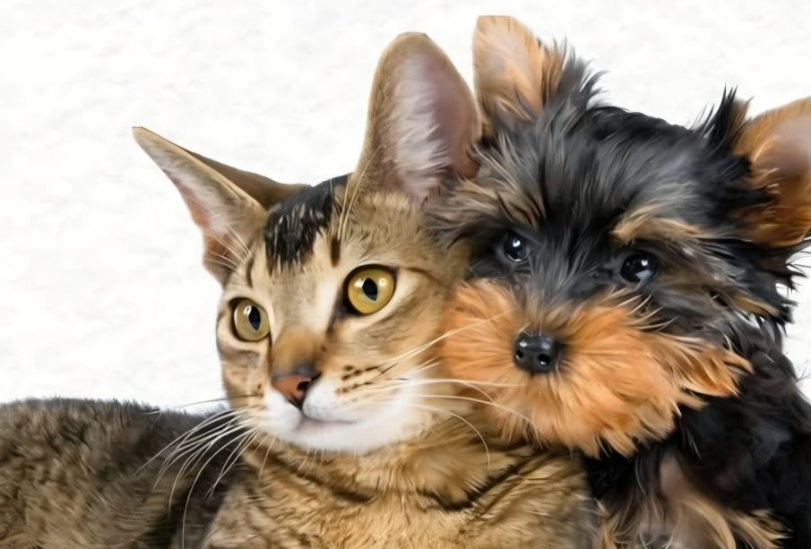 Vacunación antirrábica gratuita inicia este fin de semana para perros y gatos